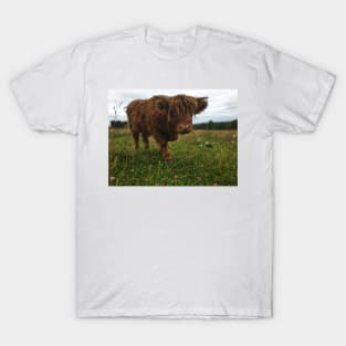 Scottish Highland Cattle Calf 2059 T-Shirt